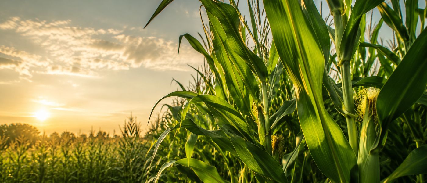Cornfield at sunrise